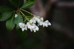 白い花
