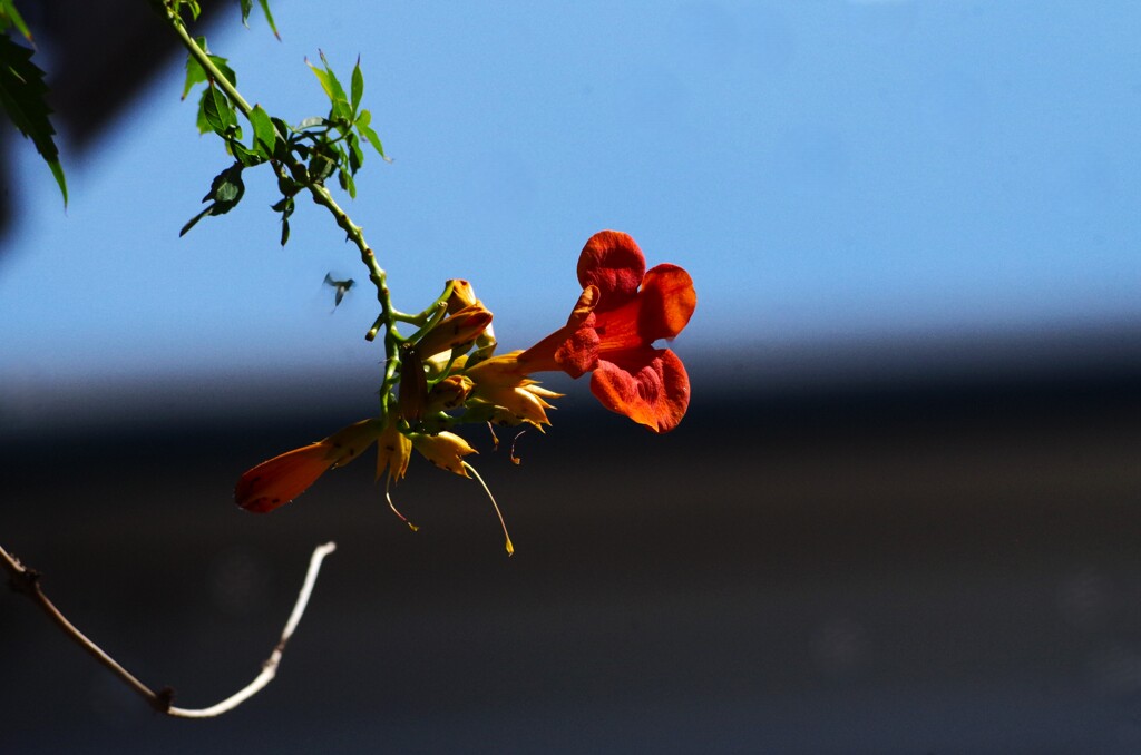 ノウゼンカズラ