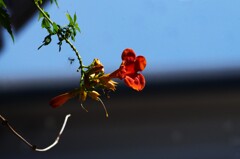 ノウゼンカズラ