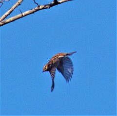 野鳥　カシラダカ
