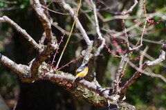 梅とジョウビタキ