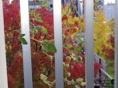 紅葉をバックにミニトマト