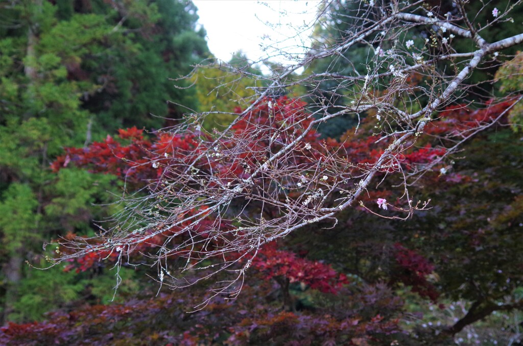 紅葉が主役