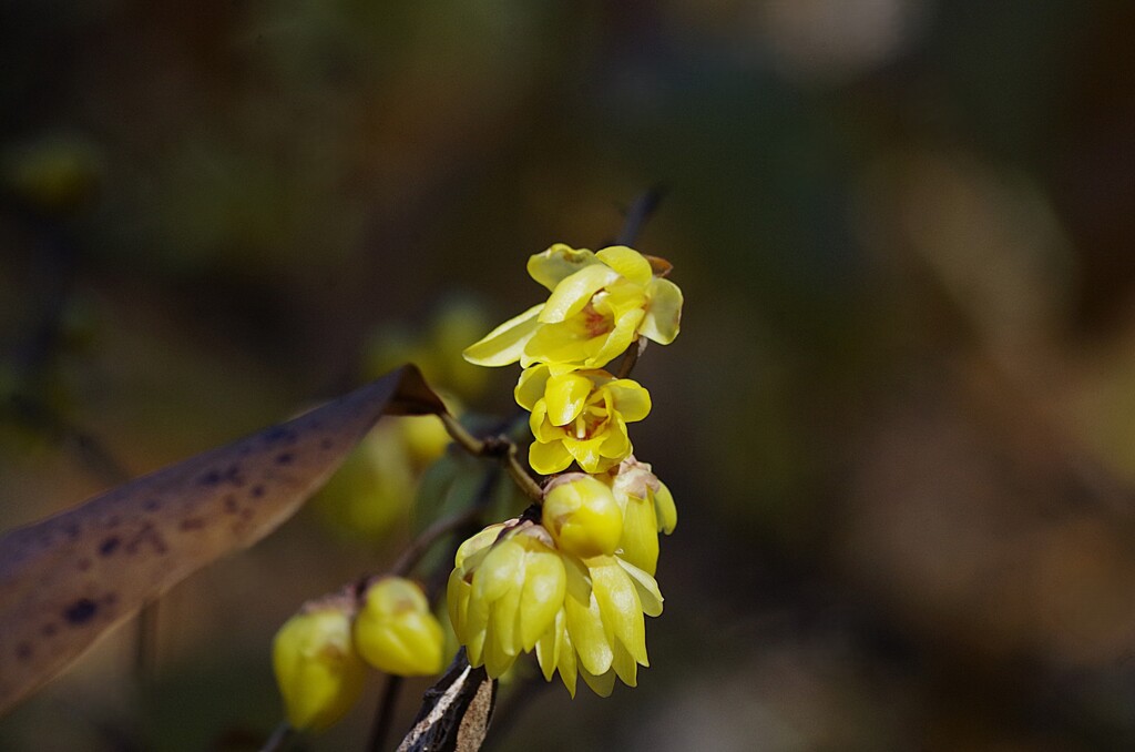 ソシンロウバイ