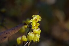 ソシンロウバイ