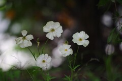 白い花