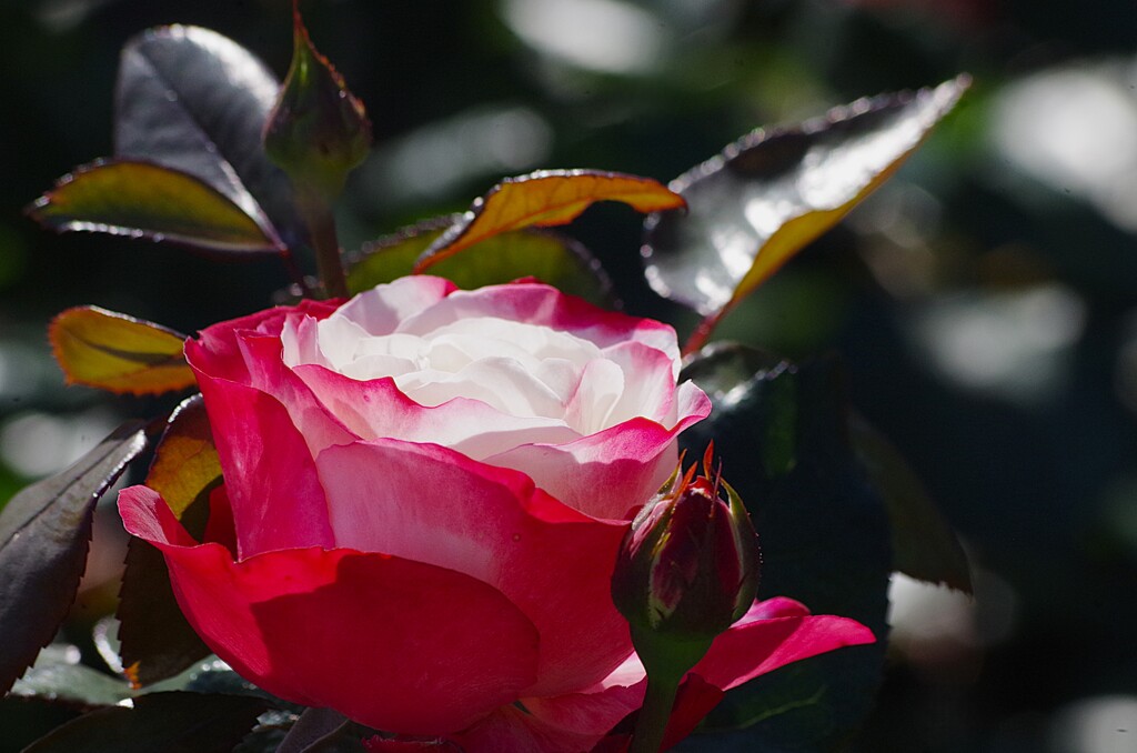 薔薇