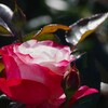 薔薇