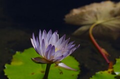 淡い紫