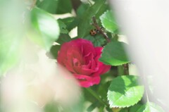 最初に咲いた薔薇