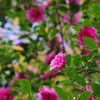 山茶花