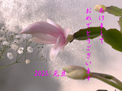 元旦