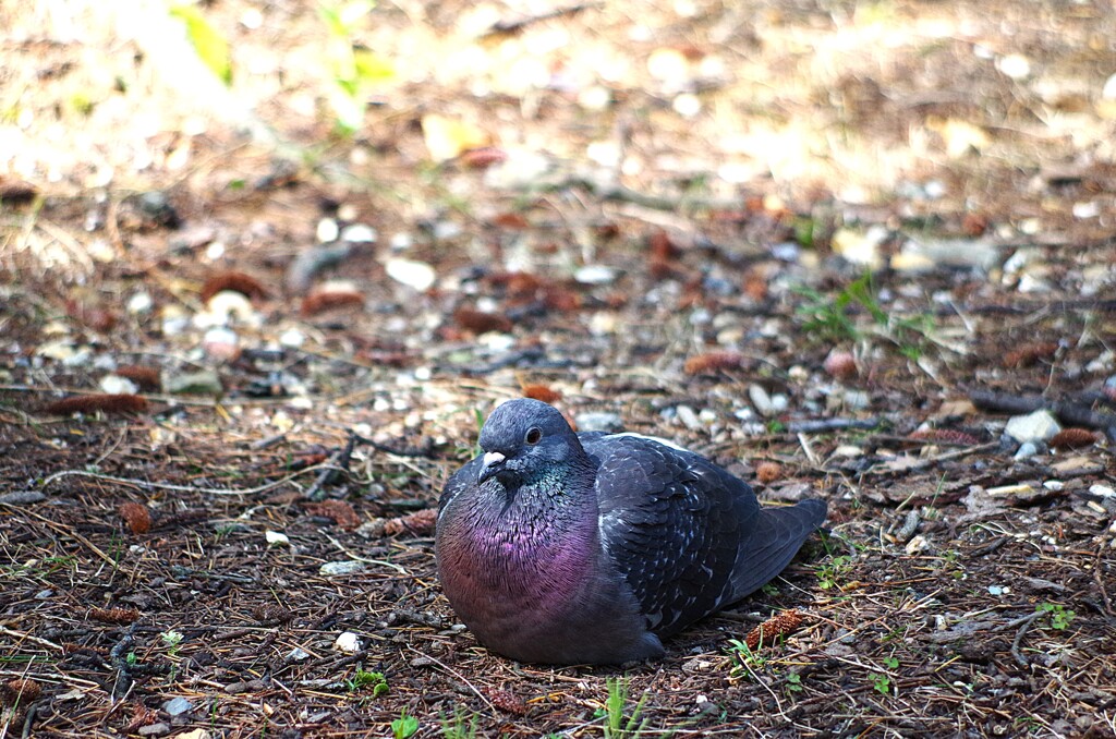 鳩