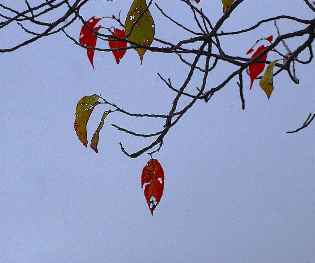 紅葉