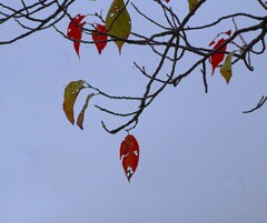 紅葉