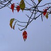 紅葉
