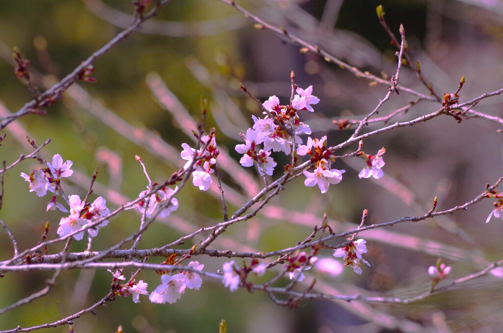 桜