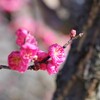 紅梅3