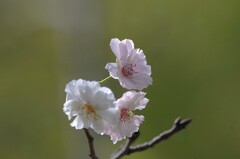 子福桜