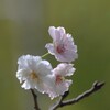 子福桜