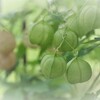 フウセンカズラ