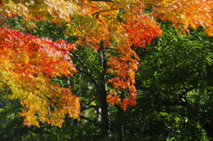 まだまだ紅葉