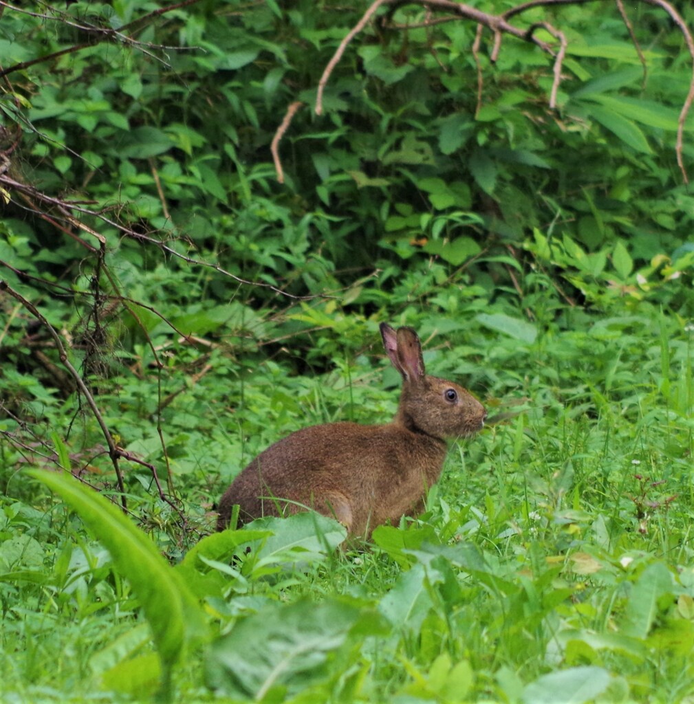 野ウサギ