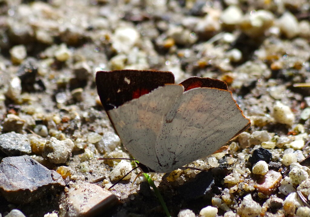 ウラギンシジミ