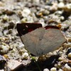 ウラギンシジミ