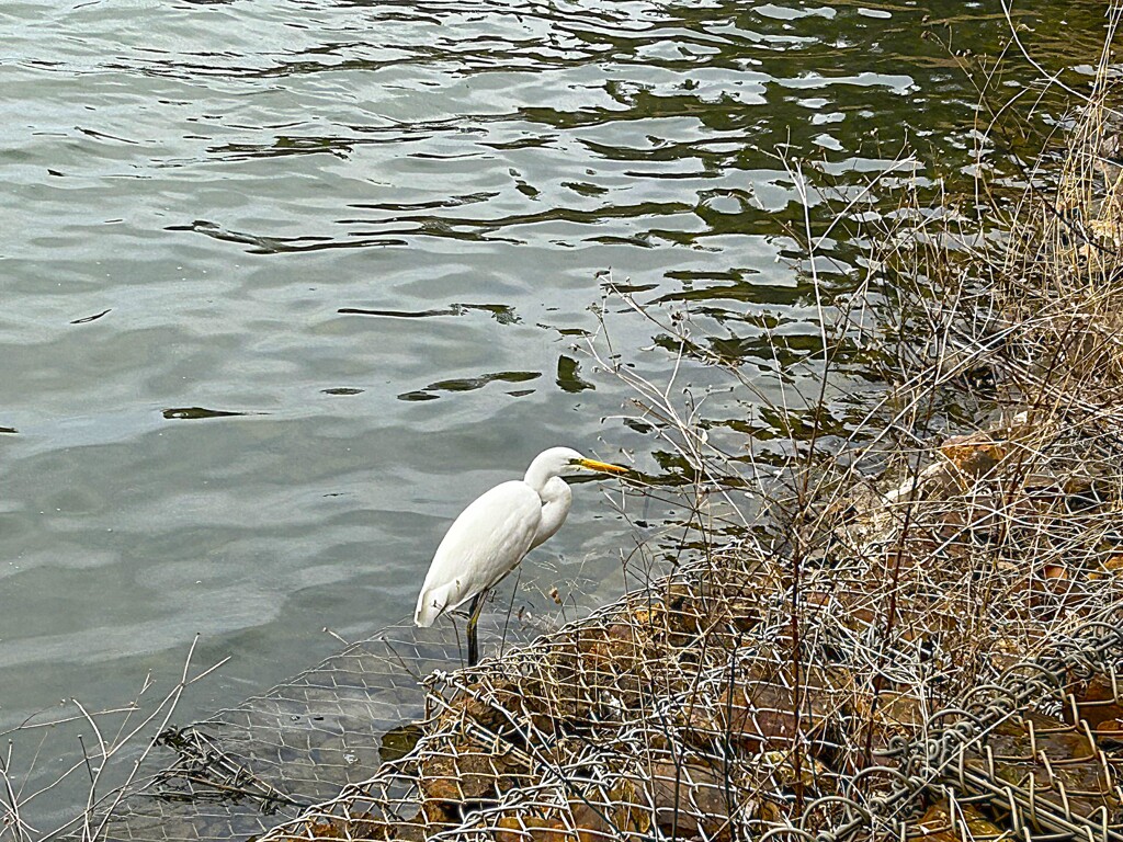サギ