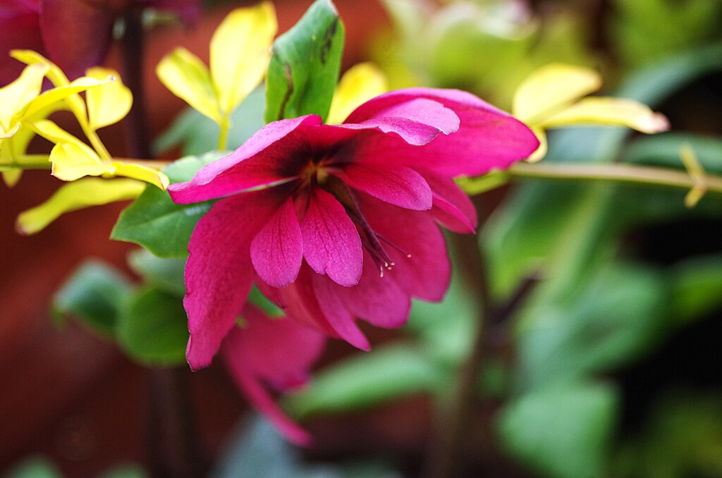 ハルザキクリスマスローズ