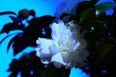 山茶花