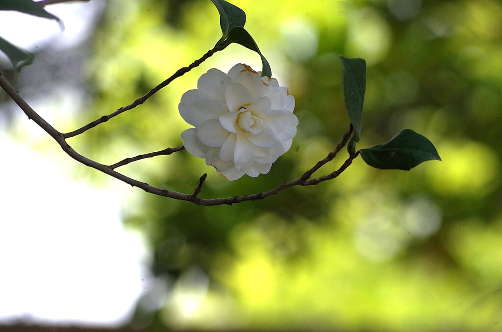 夏椿