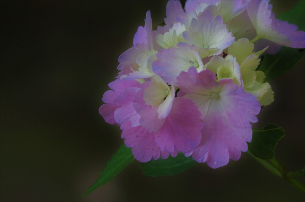 ピンク紫陽花