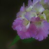 ピンク紫陽花