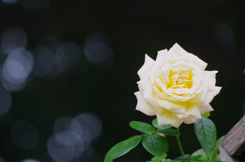 秋薔薇