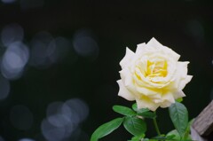 秋薔薇