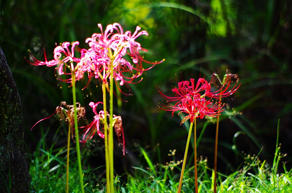 曼殊沙華