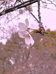 春色