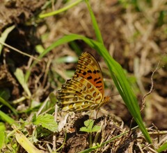 ヒョウモンチョウ２