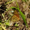 ヒョウモンチョウ２