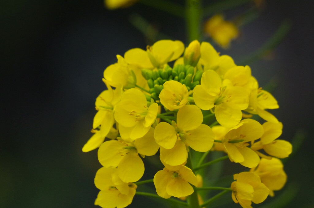 菜の花