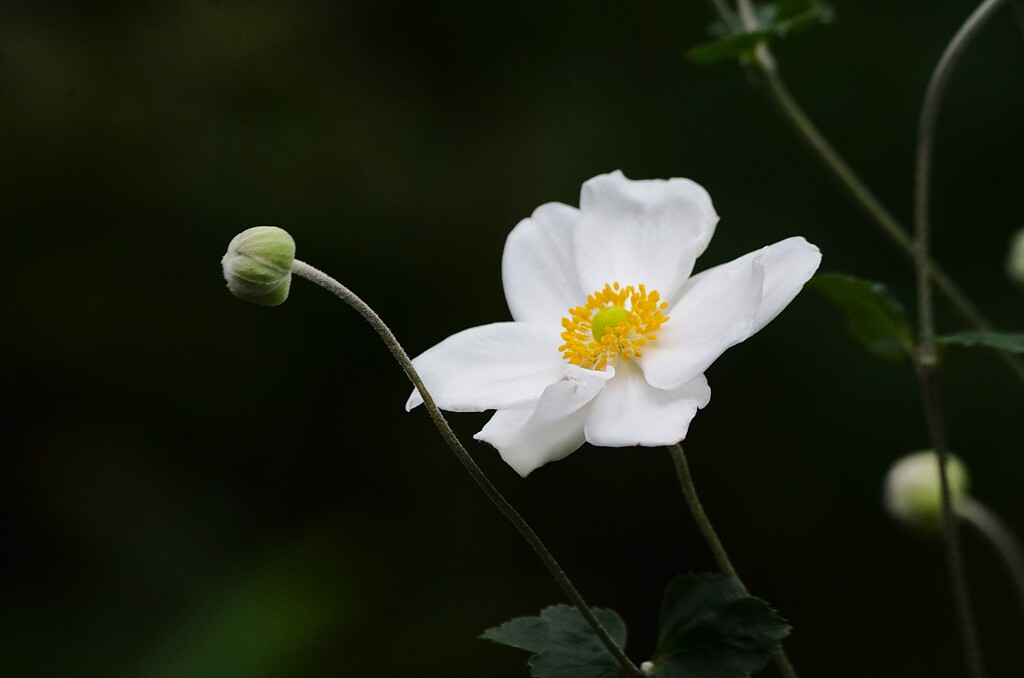 シュウメイギク