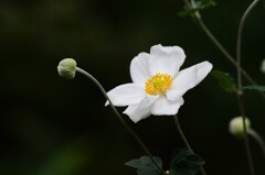 シュウメイギク