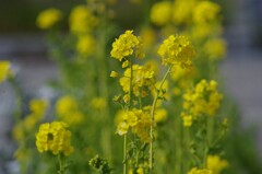 菜の花