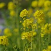 菜の花
