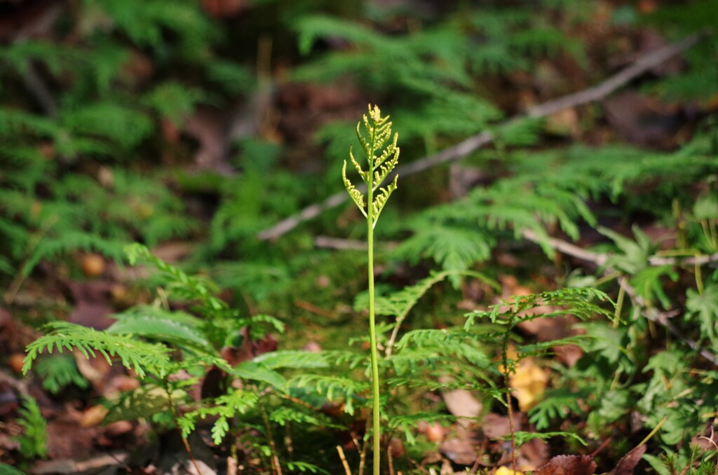 フユノハナワラビ