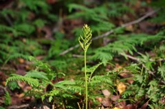 フユノハナワラビ