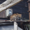 常滑で猫を見つけた。