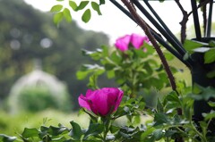 薔薇